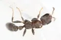 Pseudomyrmex elongatus - photo 2