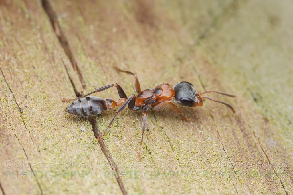 Graceful Twig Ant