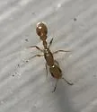 Inquiline Twig Ant