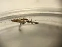 Inquiline Twig Ant - photo 2
