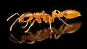 Pallid Twig Ant