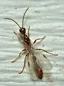 Pallid Twig Ant - photo 2