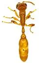 Pallid Twig Ant - photo 3