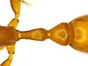 Pallid Twig Ant - photo 4