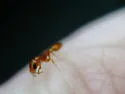 Pallid Twig Ant - photo 5