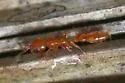 Seminole Twig Ant
