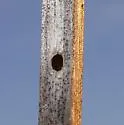 Seminole Twig Ant - photo 2