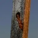 Seminole Twig Ant - photo 3