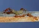 Seminole Twig Ant - photo 4