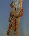 Seminole Twig Ant - photo 5