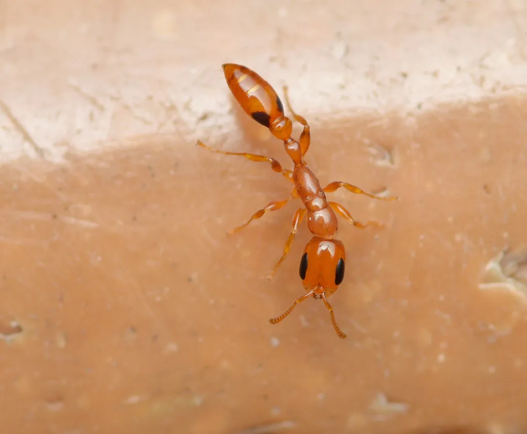 Pseudomyrmex simplex - photo 2