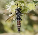 Pseudonomoneura californica