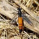 Pseudonomoneura californica - photo 2