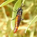 Pseudonomoneura californica - photo 4
