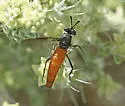 Pseudonomoneura californica - photo 5