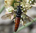 Pseudonomoneura micheneri - photo 4
