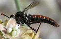 Pseudonomoneura micheneri - photo 5