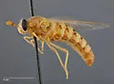 Pseudonomoneura nelsoni