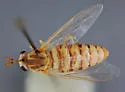 Pseudonomoneura nelsoni - photo 2