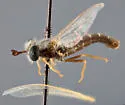 Pseudonomoneura nelsoni - photo 3
