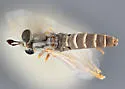 Pseudonomoneura nelsoni - photo 4