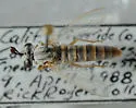 Pseudonomoneura nelsoni - photo 5