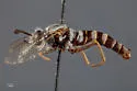Pseudonomoneura tinkhami