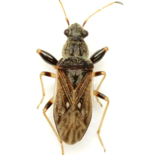Pseudopachybrachius basalis - photo 2