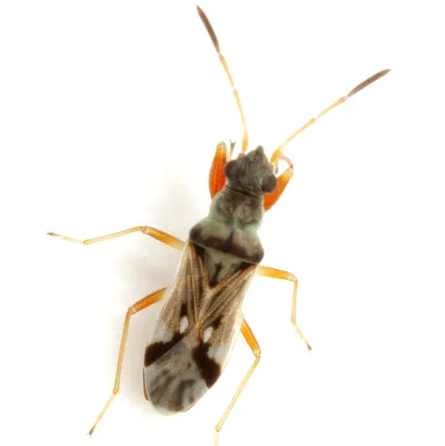 Pseudopachybrachius vinctus - photo 3