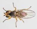 Pseudopachychaeta approximatonervis - photo 2