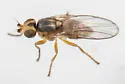 Pseudopachychaeta approximatonervis - photo 3