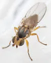 Pseudopachychaeta approximatonervis - photo 4