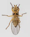 Pseudopachychaeta approximatonervis - photo 5