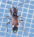 Pseudopamera aurivilliana