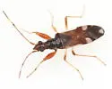Pseudopamera aurivilliana - photo 2