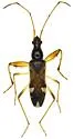 Pseudopamera aurivilliana - photo 3