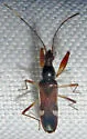 Pseudopamera aurivilliana - photo 4
