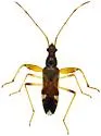 Pseudopamera aurivilliana - photo 5