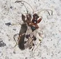 Pseudopamera nitidicollis