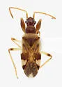 Pseudopamera nitidicollis - photo 4