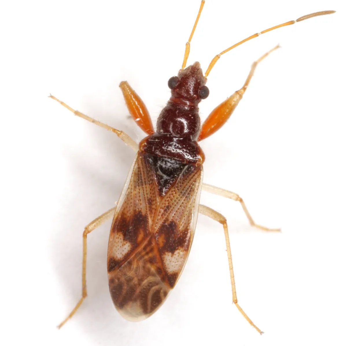 Pseudopamera nitidula - photo 3