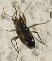 Pseudopamera rubricata
