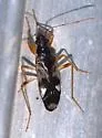 Pseudopamera rubricata - photo 2