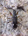 Pseudopamera rubricata - photo 3