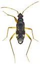 Pseudopamera rubricata - photo 5