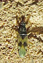 Pseudopamera setosa - photo 2