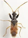 Pseudopamera setosa - photo 3