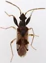 Pseudopamera setosa - photo 4