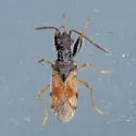 Pseudopamera setosa - photo 5