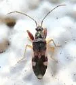 Pseudopamera sp-one-calif - Pseudopamera sp-one-calif